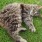 a cat lying on grass