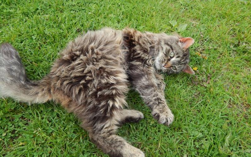 a cat lying on grass